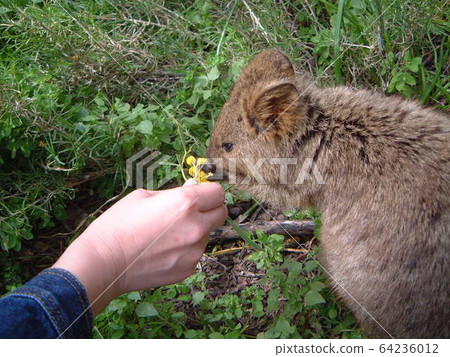 Quokka Quacka Wallaby Rottnest Rottnest Island Rottnest Island Quokka Quacka Wallaby Rottnest Rottnest Island Rottnest Island 64236012