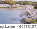 Akashi Park Sakura 16 64236157