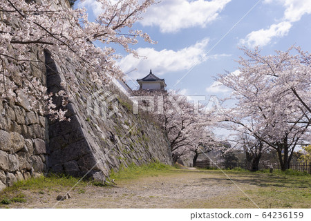 Akashi Park Sakura 18 Akashi Park Sakura 18 64236159