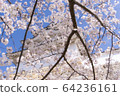 Akashi Park Sakura 20 64236161
