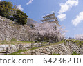 Akashi Park Sakura 02 64236210