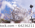 Akashi Park Sakura 03 64236211