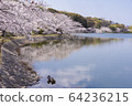 Akashi Park Sakura 07 64236215
