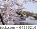 Akashi Park Sakura 08 64236216