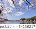 Akashi Park Sakura 09 64236217