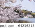 Akashi Park Sakura 10 64236218