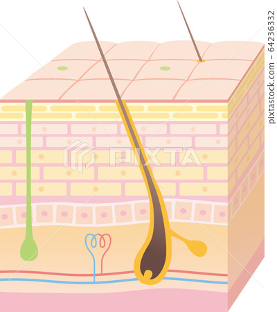 皮膚的3D剖面圖。在毛孔和汗腺周圍。 皮膚的3D剖面圖。在毛孔和汗腺周圍。 64236332