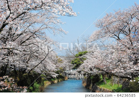 Cherry blossoms in full bloom and Tamagawa Josui Cherry blossoms in full bloom and Tamagawa Josui 64236585