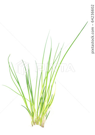 Chives Chives 64236602