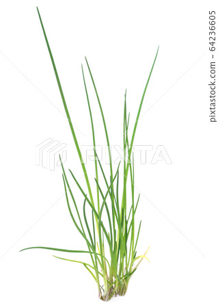 韭菜 韭菜 64236605