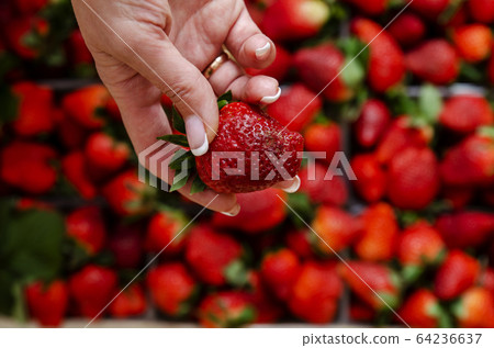 Strawberries in baskets in a wooden box. The concept of a healthy diet, vegetarian. Fresh ripe strawberries in a box. A group of boxes with fresh strawberries. Female hand holds spoiled fresh Strawberries in baskets in a wooden box. The concept of a healthy diet, vegetarian. Fresh ripe strawberries in a box. A group of boxes with fresh strawberries. Female hand holds spoiled fresh 64236637