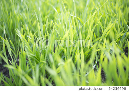 大麥幼葉 64236696