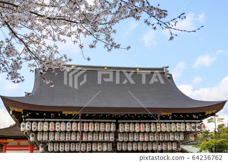 Cherry blossoms at Yasaka Shrine Cherry blossoms at Yasaka Shrine 64236762