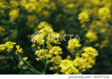 強姦開花季節 強姦開花季節 64237130