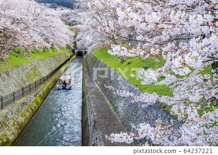 Lake Biwa hydrophobic cherry 64237221