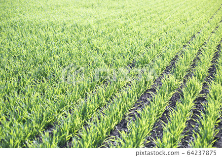 Field of young barley leaves 64237875