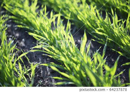 Barley young leaf earth 64237878