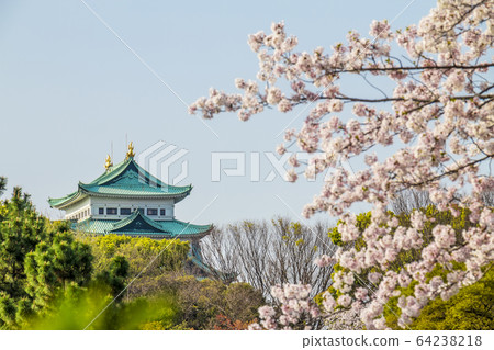 愛知縣名古屋市名城公園的名古屋城堡 愛知縣名古屋市名城公園的名古屋城堡 64238218
