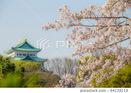 愛知縣名古屋市名城公園的名古屋城堡 愛知縣名古屋市名城公園的名古屋城堡 64238219