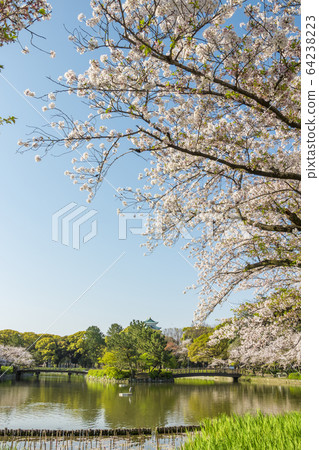愛知縣名古屋市名城公園的名古屋城堡 愛知縣名古屋市名城公園的名古屋城堡 64238223