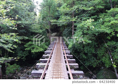 Yakushima trekking: Jomon cedar @ Yakushima 64238400