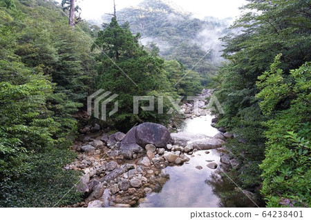 負離子森林浴屋久島 負離子森林浴屋久島 64238401