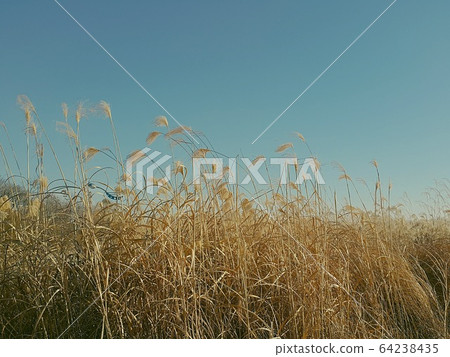 Thatched field 64238435