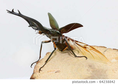 Elafs Hosoakaku Stag Beetle 64238842