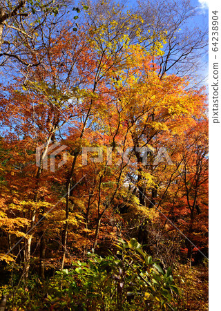 Autumn leaves at Gotemba Chichibunomiya Memorial Park 64238904