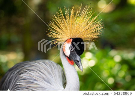 Crowned Crane walks along a path in a green park. 64238969