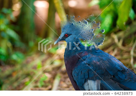 Unusual crowned dove in a green park cleans Unusual crowned dove in a green park cleans 64238973
