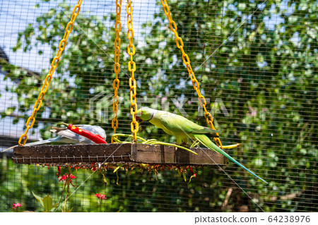 Close-up beautiful colored parrot in the park 64238976