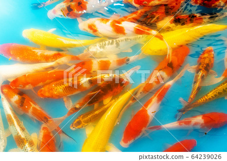 Colored tropical fish in a decorative pond. Orange Colored tropical fish in a decorative pond. Orange 64239026
