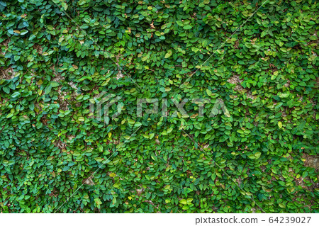 The decor of the courtyard. Mill overgrown with 64239027