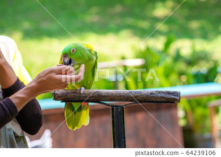 A show with birds in a bird park. A trainer with A show with birds in a bird park. A trainer with 64239106