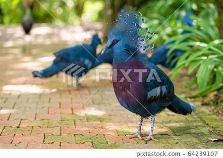 A flock of crowned pigeons walks in a green park. A flock of crowned pigeons walks in a green park. 64239107