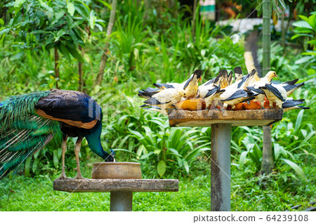 Peacock and pigeons eat from a bird feeder in a Peacock and pigeons eat from a bird feeder in a 64239108