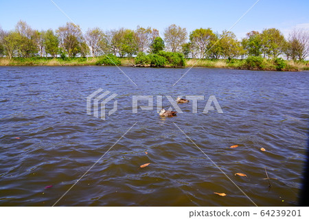 Waterside area of Matsubushi green hill park Waterside area of Matsubushi green hill park 64239201