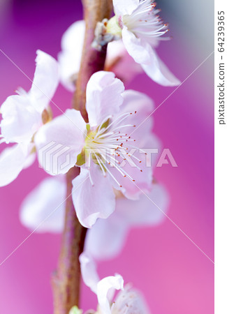 Peach blossom 64239365