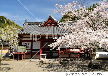 小樂寺鬥堂的櫻花 小樂寺鬥堂的櫻花 64239580