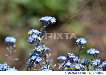 Was lengusa (forget grass) 64240007