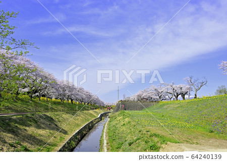 櫻花和藏王 64240139