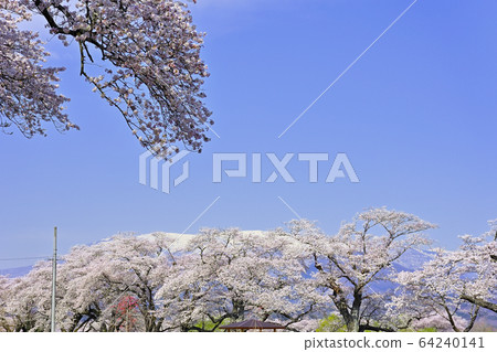 Sakura and Zao 64240141