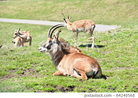 Lone Antelope with Blackback and Eland Kids Lone Antelope with Blackback and Eland Kids 64240568