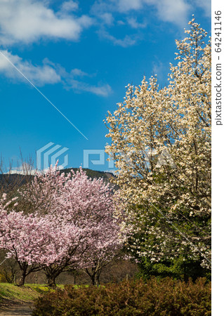 Fist and spring cherry blossoms 64241146