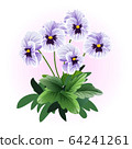 white pansy viola flower illustration vector 64241261