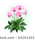 pink pansy viola flower illustration vector 64241263