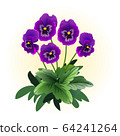 purple pansy viola flower illustration vector 64241264