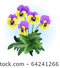 yellow violet pansy viola flower illustration vector 64241266