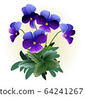 deep violet purple pansy viola flower illustration vector 64241267